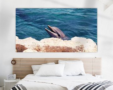 Blije dolfijn op Curaçao van Melissa vd Bosch