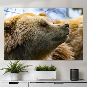 Knuffelige bruine beer