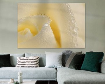 Water droplets on the petals of a creamy yellow rose by Marjolijn van den Berg