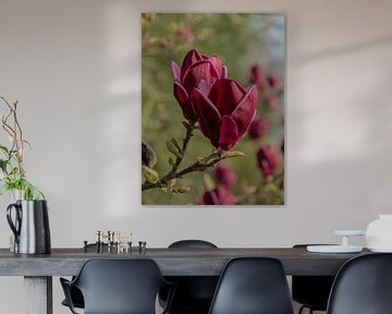 Blutrote Magnolie von Boetiek Fotogeniek