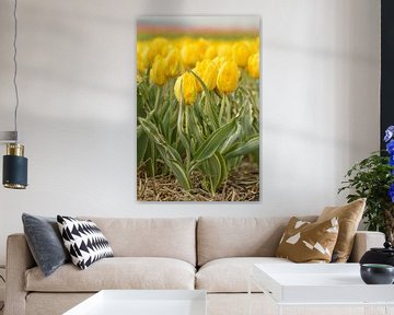 Gele bonte tulp, Bellona Design