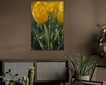 Gele bonte tulp, Bellona Design