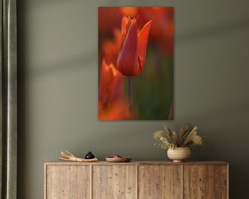 Orange tulip Ballerina by Jeffry Clemens
