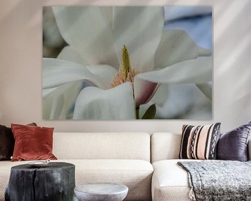 Detail weiße Magnolienblüte von Boetiek Fotogeniek