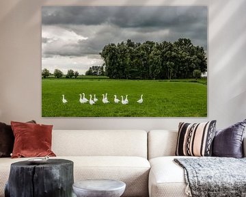 Landschap met grasland, bomen, witte ganzen en dreigende lucht.