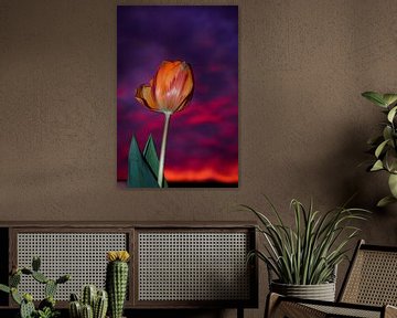 Tulpe bei Nacht von Dagmar Gelmers