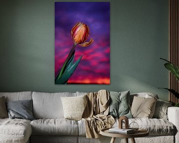 Tulp in de avond van Dagmar Gelmers