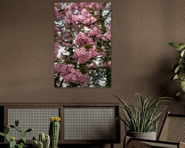 Frühling in Amsterdam | Rosenblüten-Fotodruck | Niederlande Reisefotografie von HelloHappylife