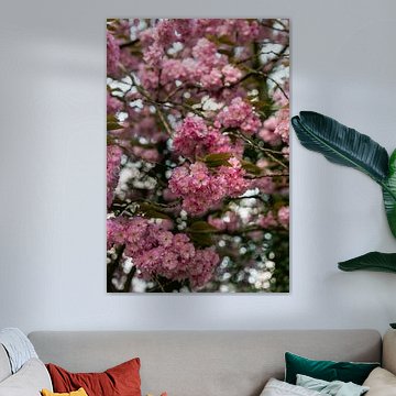 Spring in Amsterdam | Pink blossom photo print | Netherlands travel photography