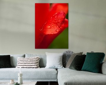 Red tulip by Ada Zyborowicz