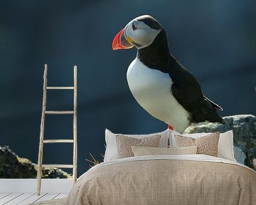 puffin  by Rando Kromkamp Natuurfotograaf