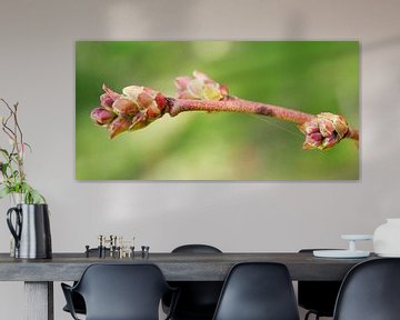 Blueberry Branch With Blossom Bud by Iris Holzer Richardson