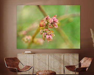 Blueberry Blossom Bud Macro II by Iris Holzer Richardson