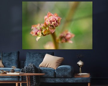 Bourgeon de fleur de bleuet Macro à vue d'oiseau sur Iris Holzer Richardson