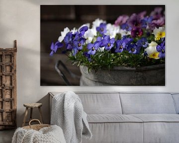 Pansies in a flower pot by Ulrike Leone