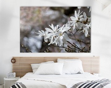 White magnolias in spring by Ulrike Leone