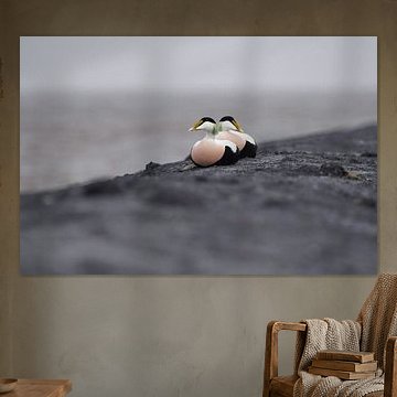 Resting eider ducks by Vincent Verkuil