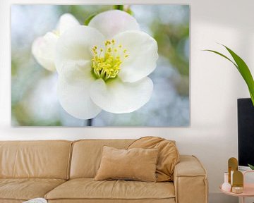 White Quince Bush Flower Macro by Iris Holzer Richardson