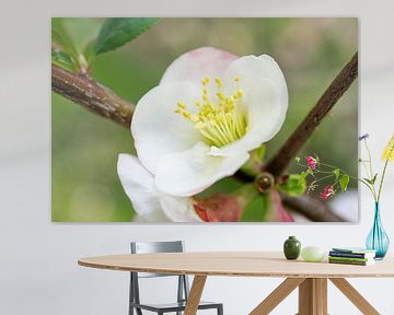 White and Pink Quince With Branch by Iris Holzer Richardson