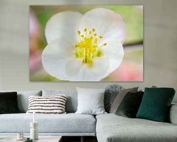 Witte kweepeerbloesem pastel macro van Iris Holzer Richardson