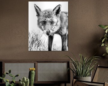 Renard en noir et blanc - montage high key sur Jolanda Aalbers