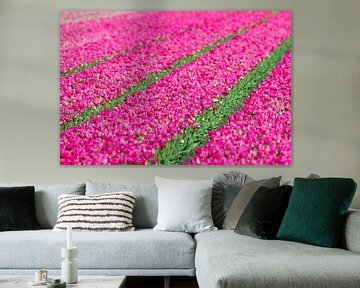 Roze tulpen  van Dennis van de Water