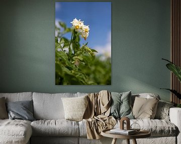 Plante de pomme de terre à fleurs blanches sur Antsje Cnossen