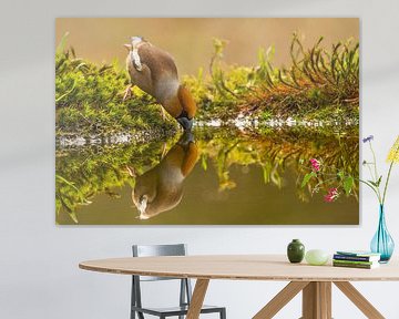 Apfelfink von Rando Kromkamp