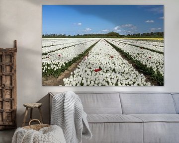 Witte tulpen van Ingrid Bergmann  Fotografie