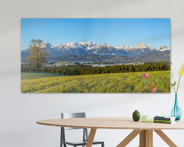 Morning atmosphere in the Ostallgäu near Füssen, Allgäu, with the Allgäu Alps in the background by Walter G. Allgöwer