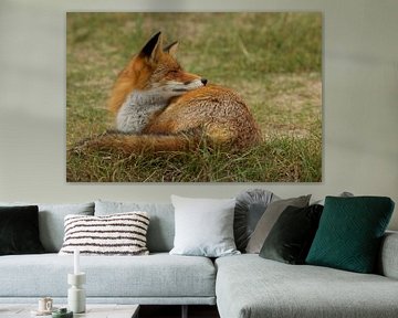 fox by Rando Kromkamp