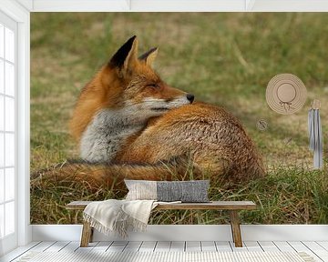 fox by Rando Kromkamp Natuurfotograaf