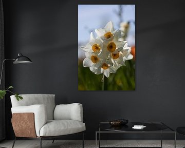 closeup of yellow-white daffodils on a sunny day by W J Kok