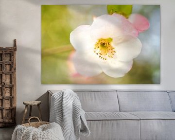 Wit Roze Kweepeer Bloemen Macro V van Iris Holzer Richardson