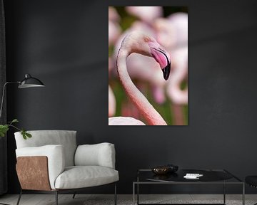 Flamingo portret van Dennis van de Water