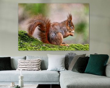 Squirrel by Bernhard Kaiser