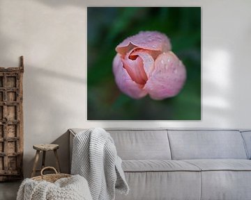 romantische roze tulp met waterdruppeltjes van Miny'S