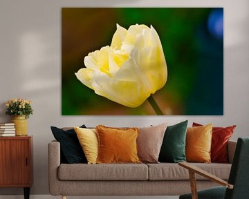 romantic yellow tulip by Miny'S