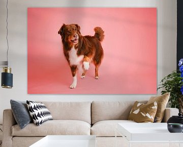 Red tri (brown) Australian shepherd dog, playful in the studio, with pink as background colour by Elisabeth Vandepapeliere