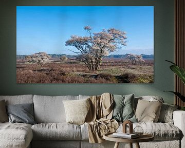 blühende Johannisbeerbäume in der Heide zwischen Hilversum und Laren im zeitigen Frühjahr. von anton havelaar