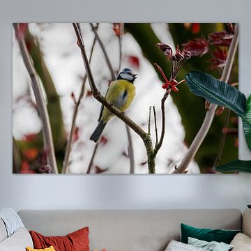 Mésange bleue dans un arbre