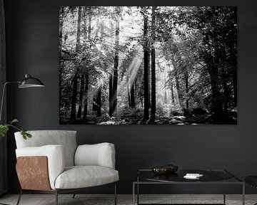 Trees in the forest with sunbeams through them in black and white