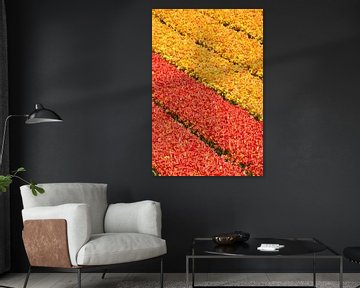 tulips yellow and red by eric van der eijk