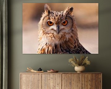 Uil (owl) van Brian Morgan