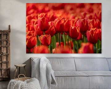 Rode tulpen van Janny Beimers