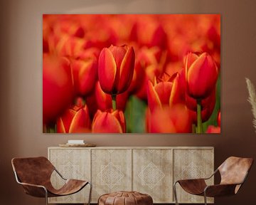 Rode tulpen van Janny Beimers
