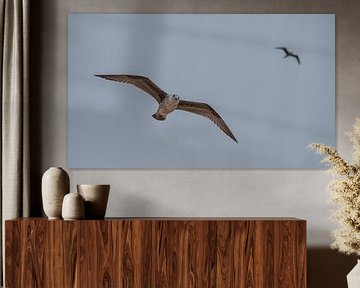 Möwe