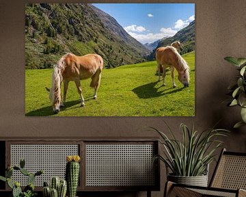 Haflingerpaarden in het Venter Tal in de Tiroler Alpen van Sjoerd van der Wal Fotografie