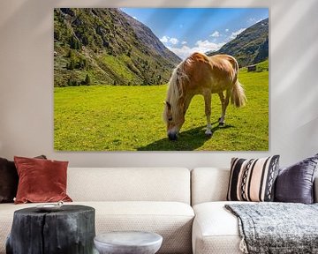 Haflingerpaard in het Venter Tal in de Tiroler Alpen van Sjoerd van der Wal Fotografie