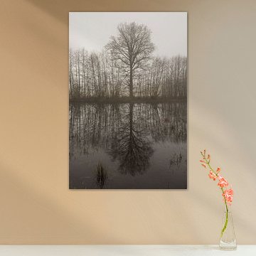 Boomcontour met spiegeling in de ochtendmist